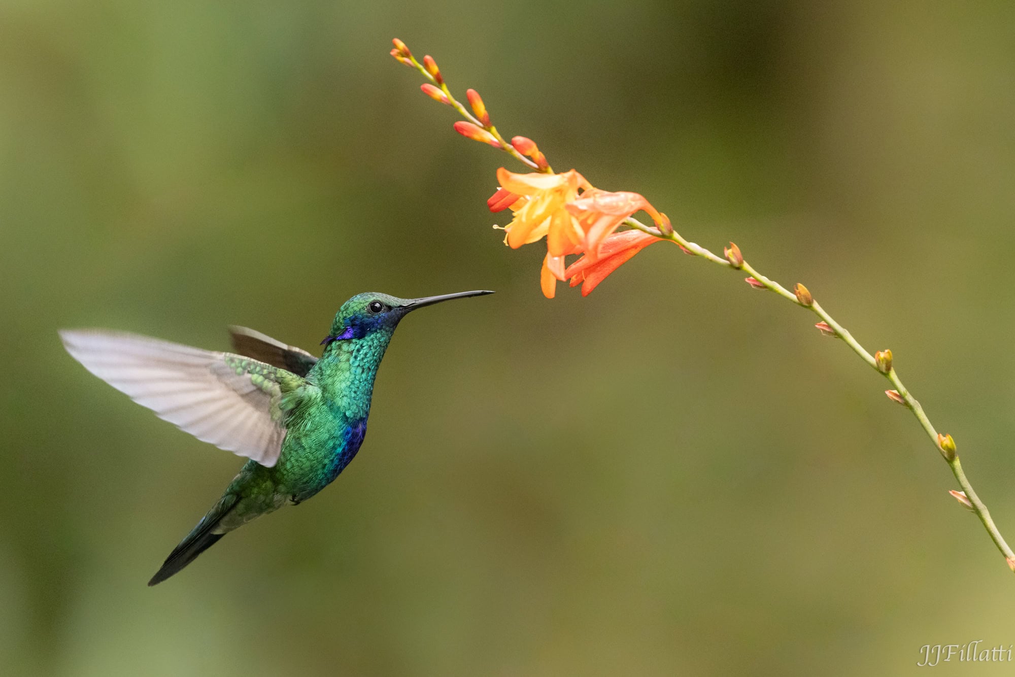 bird of colombia image 49